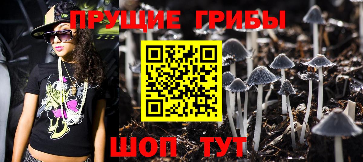 Галлюциногенные грибы Psilocybe Заводоуковск